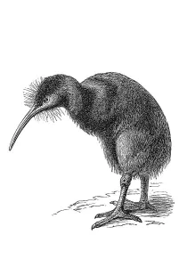 Woodcut, Kiwi (Apterygidae)