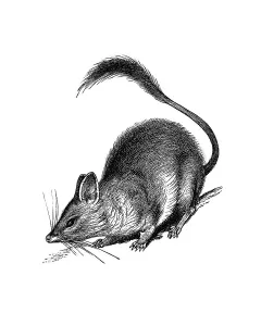 Woodcut, Kultarr, Jerboa-marsupial