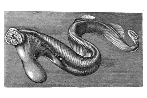 Woodcut, Lamprey eel (Petromyzontidae)