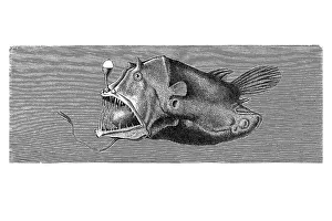 Woodcut, Leftvent (Linophrynidae)