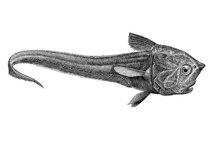 Woodcut, Macrurus crassiceps, deep sea fish
