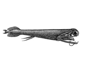 Woodcut, Malacosteus indicus, deep-sea fish