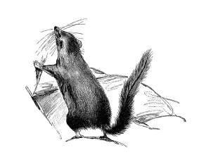 Woodcut, Marsupial mouse (Dasyuridae)
