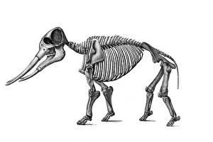 Woodcut, Mastodon (Mastodon angustidens)