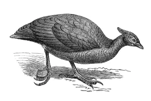 Woodcut, Megapode (Megapodius tumulus)