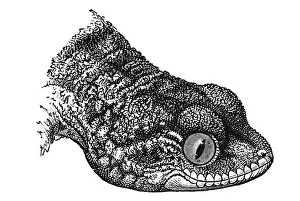 Woodcut, Moorish gecko (Tarentola mauritanica)