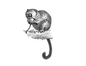 Woodcut, Mouse lemur (Microcebus)