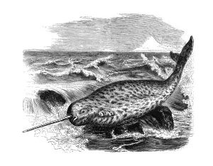 Woodcut, Narwhale (Monodon monoceros)