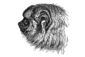 Woodcut, Night monkey (Aotidae), portrait