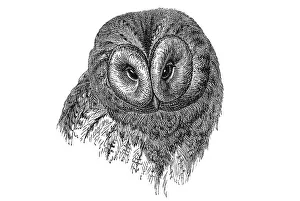 Woodcut, Northern hawk owl (Surnia ulula)