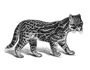 Woodcut, Ocelot (Leopardus pardalis)