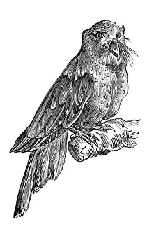Woodcut, Oilbird (Steatornis caripensis)