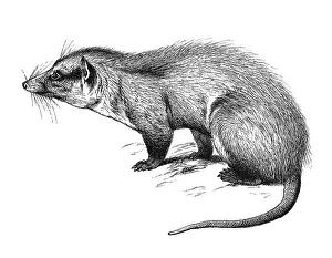 Woodcut, Opossum (Didelphidae)