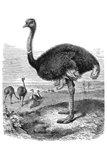 Woodcut, Ostrich (Struthio camelus)