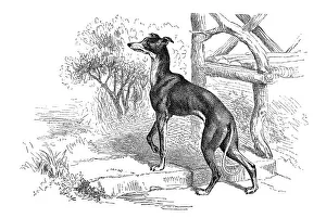 Woodcut, Piccolo Levriero, greyhound