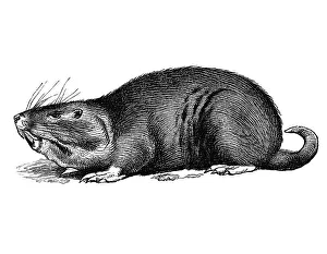 Woodcut, Pocket gopher (Geomyidae)