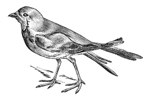 Woodcut, Pratincole (Glareola pratincola)