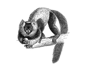 Woodcut, Ruffed lemur, Black-and-white ruffed lemur (Varecia variegata)