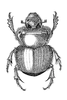 Woodcut, Scarab beetle (Scarabaeidae)