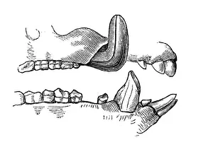 Woodcut, set of teeth, wild boar (Sus scrofa)