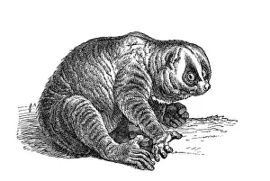 Woodcut, Slow lori (Nycticebus)