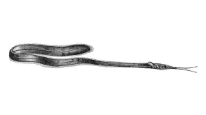 Woodcut, Snipe eel (Nemichthys infans)