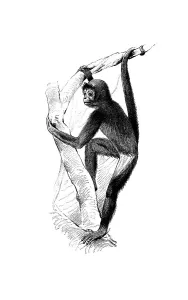 Woodcut, Spider monkey (Ateles)