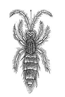 Woodcut, Springtail (Collembola)