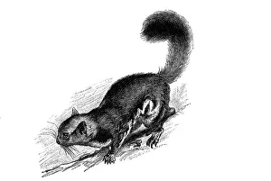 Woodcut, Sugar Glider (Petaurus ariel)