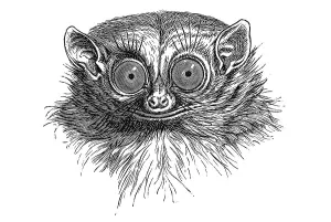 Woodcut, Tarsier (Tarsius), portrait
