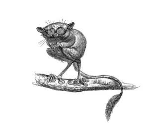 Woodcut, Tarsiers (Tarsius)