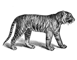Woodcut, Tiger (Panthera tigris)