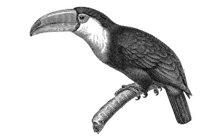 Woodcut, Toucan (Rhamphastus magnirostris)