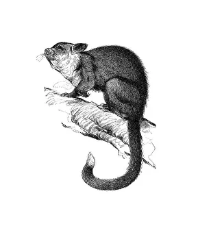 Woodcut, Tree-kangaroo (Dendrolagus)