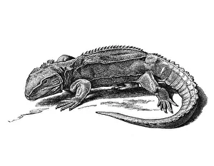 Woodcut, Tuatara (Sphenodon)