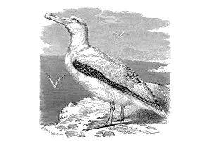 Woodcut, Wandering albatross (Diomedea exulans)