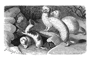 Woodcut, Weasels (Mustela vulgaris)