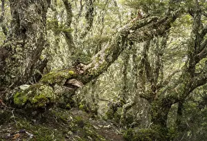Wooded landscape near Borland Saddle