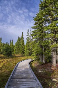 The wooden boardwalk through the alpine forest at Paradise Meadows in Strathcona Provincial Park