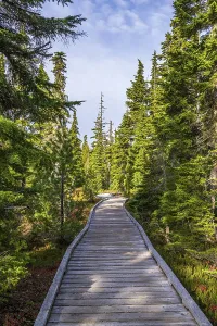 The wooden boardwalk through the forest at Paradise Meadows in Strathcona Provincial Park