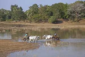Wooden carts pulled by zebus (Bos taurus indicus)