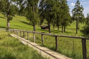 Wooden footbridge over meadow in the larch forest on the Salten
