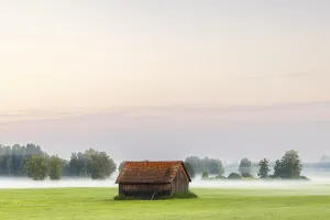 Wooden hut in wet meadow, fog, birch