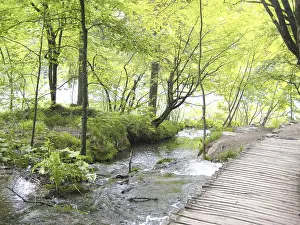 A wooden path in the forest secret place