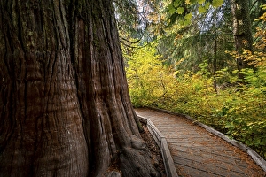 Wooden path around a thick western red cedar (Thuja gigantea)