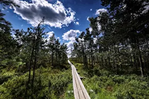 Framed Print : Wooden plank trail snakes through thick pine forest in green marshland