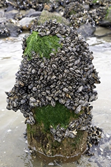 Wooden pole covered with Mytilus (Mytilidae) and algae