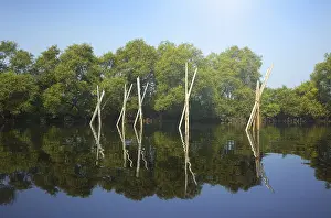 Wooden stick in the water for prawn fishery