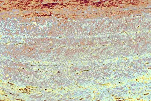 Category Historic EN Prints: Wooden texture with natural patterns as a background