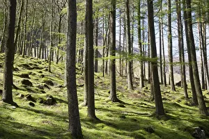 Woodland landscape tree trunks on the banks of Lake Buttermere